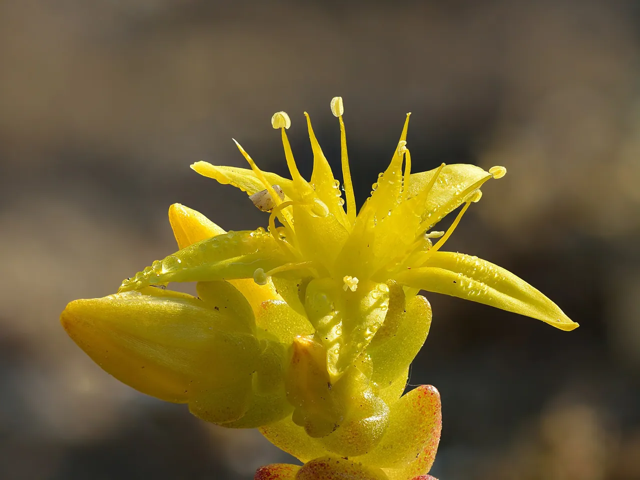 Muurpeper