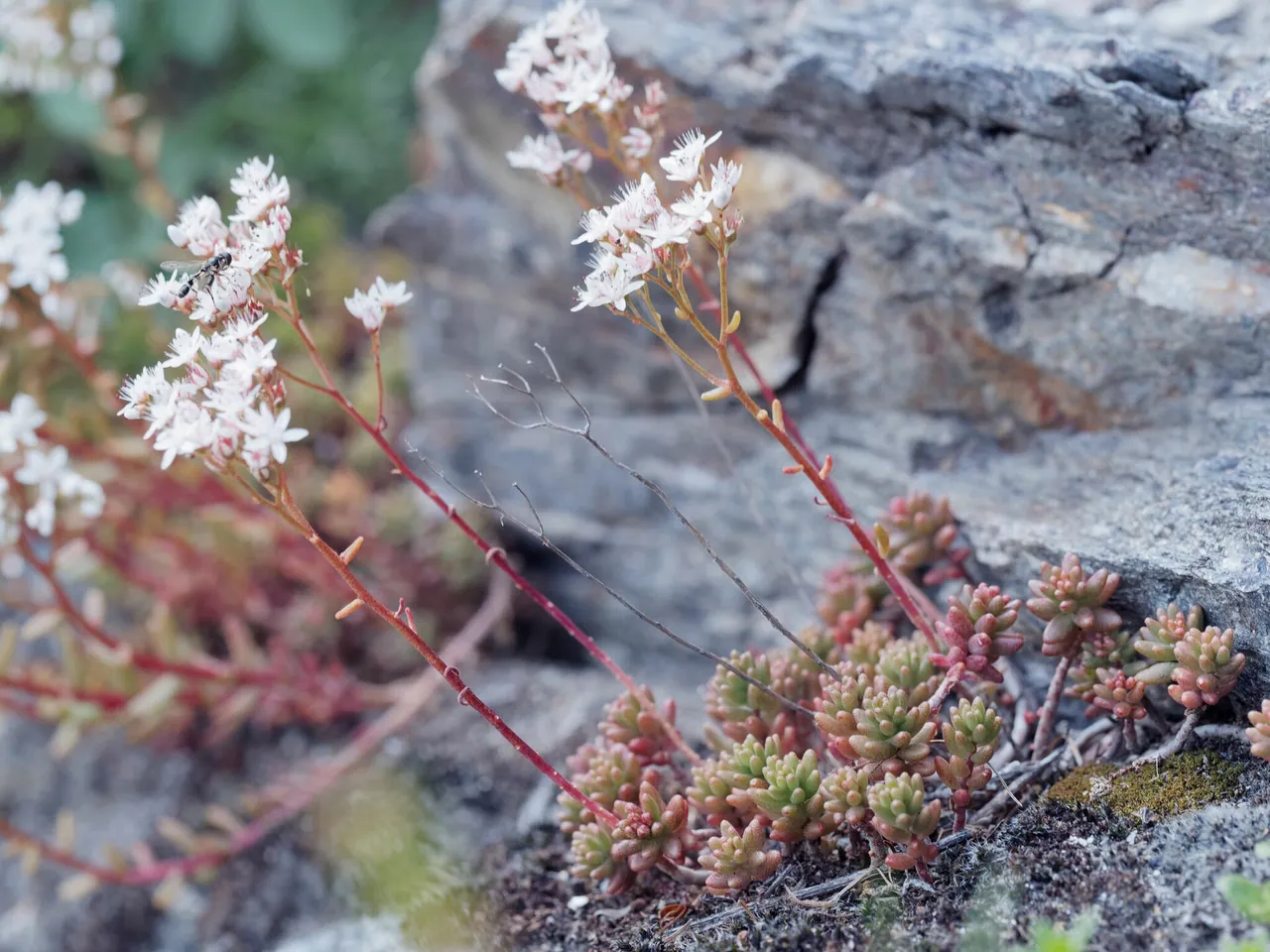 White stonecrop