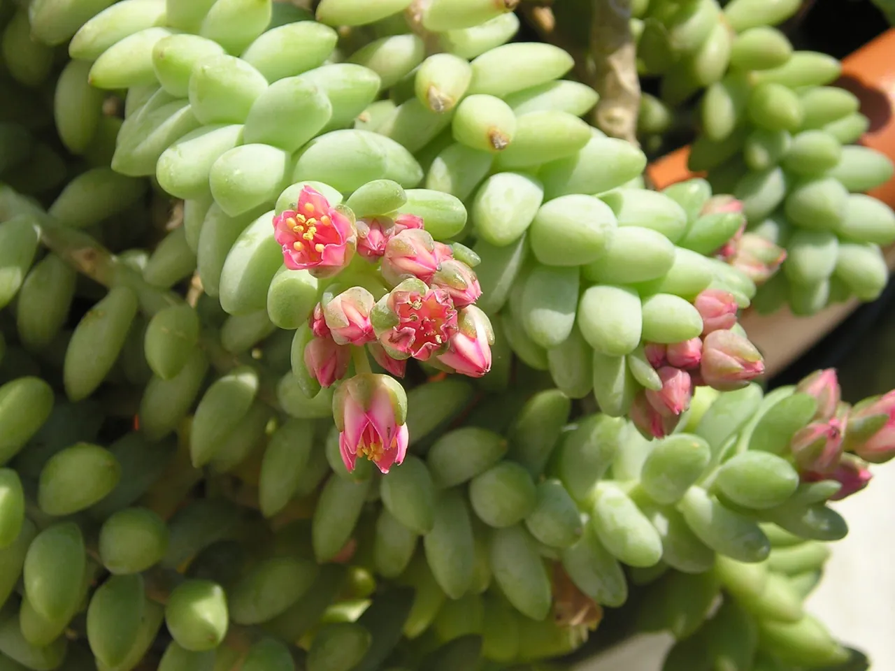 Burro's tail