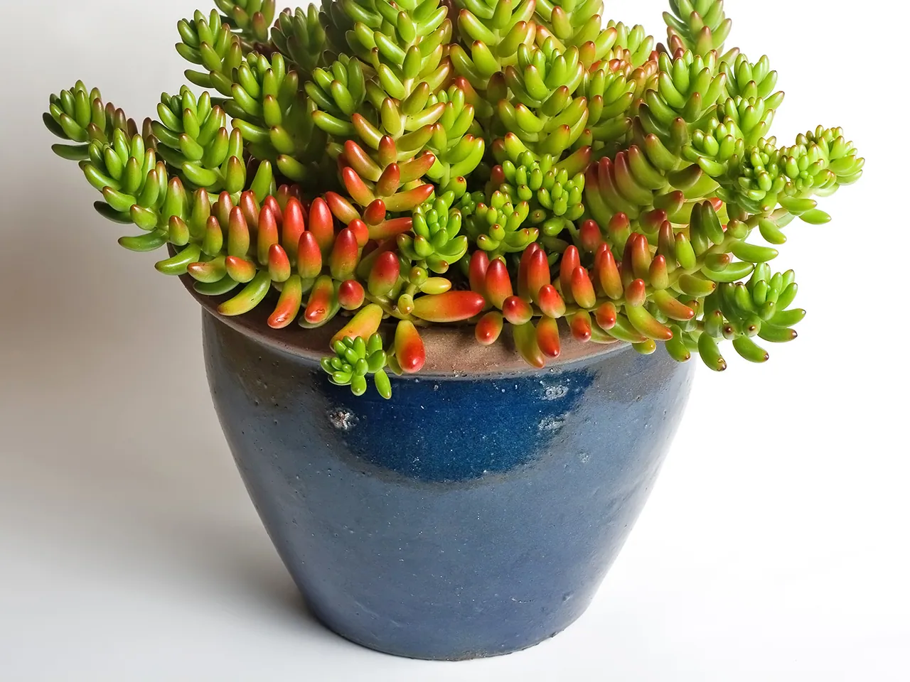 Jelly bean plant