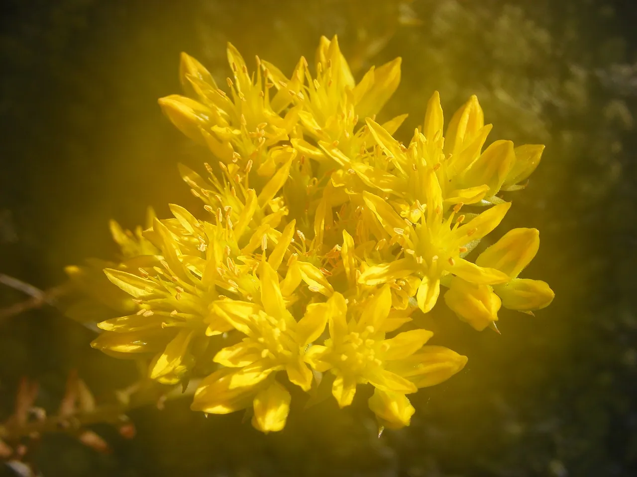 Blue stonecrop