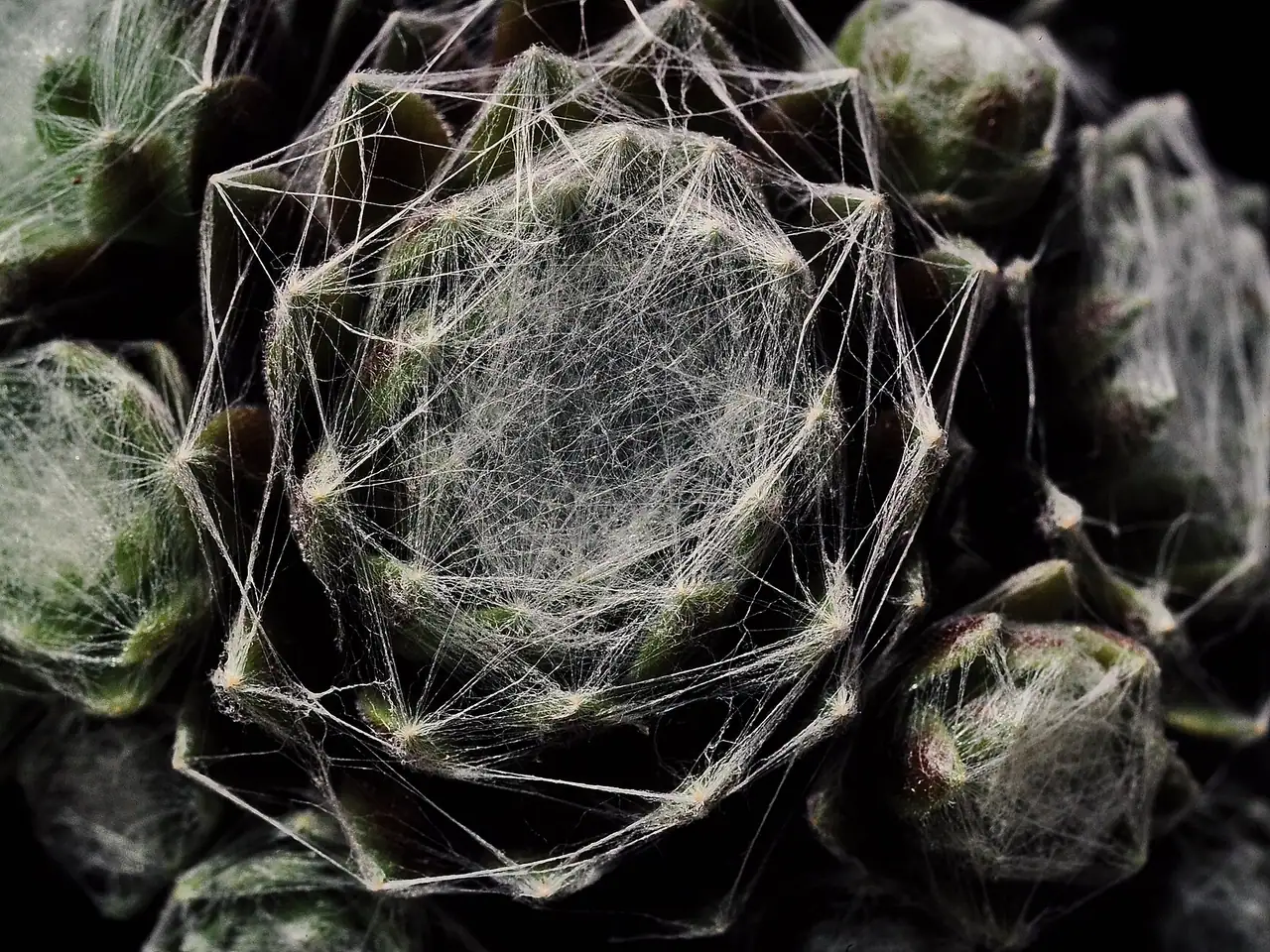 Sempervivum arachnoideum
