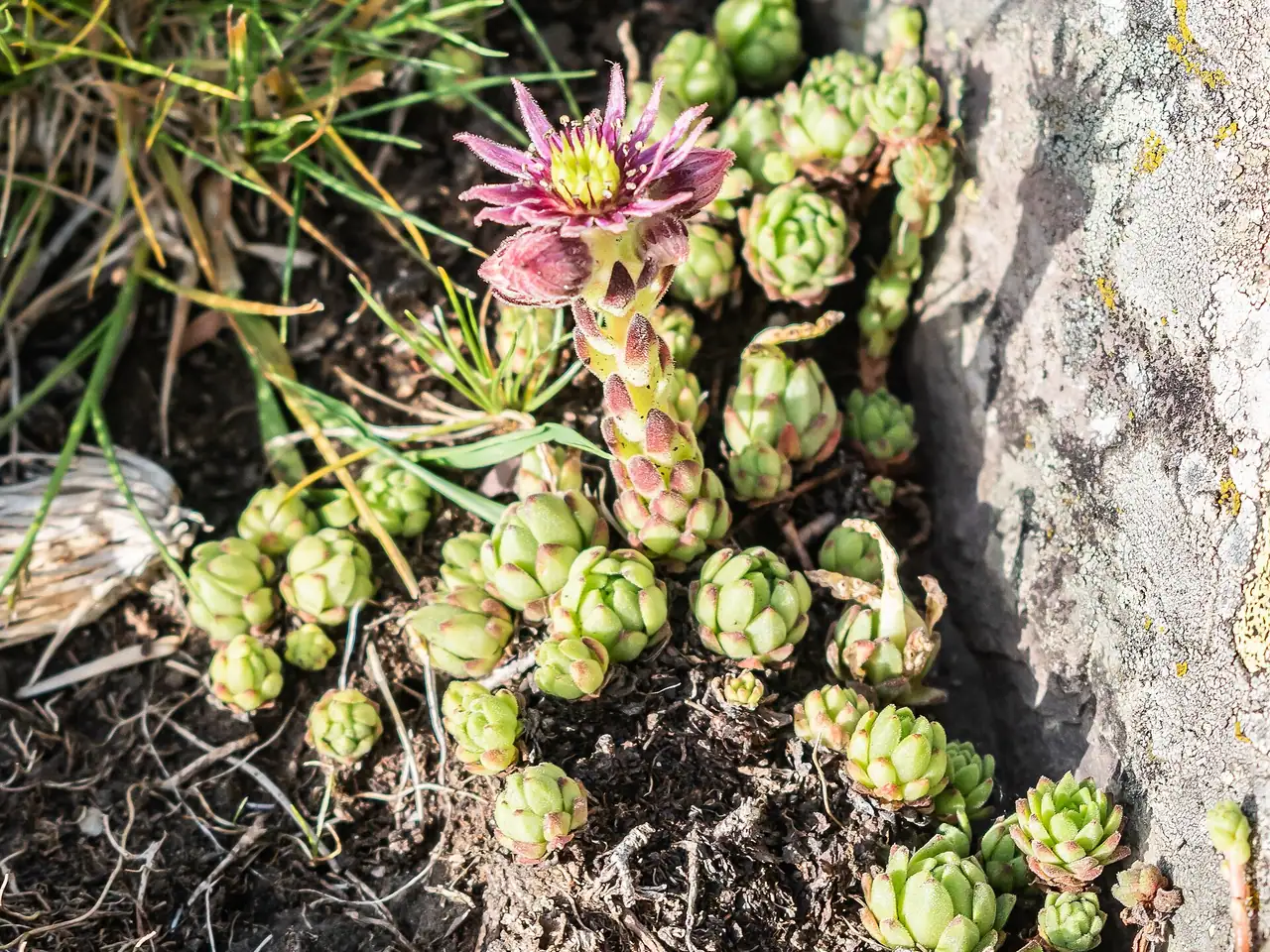Sempervivum montanum