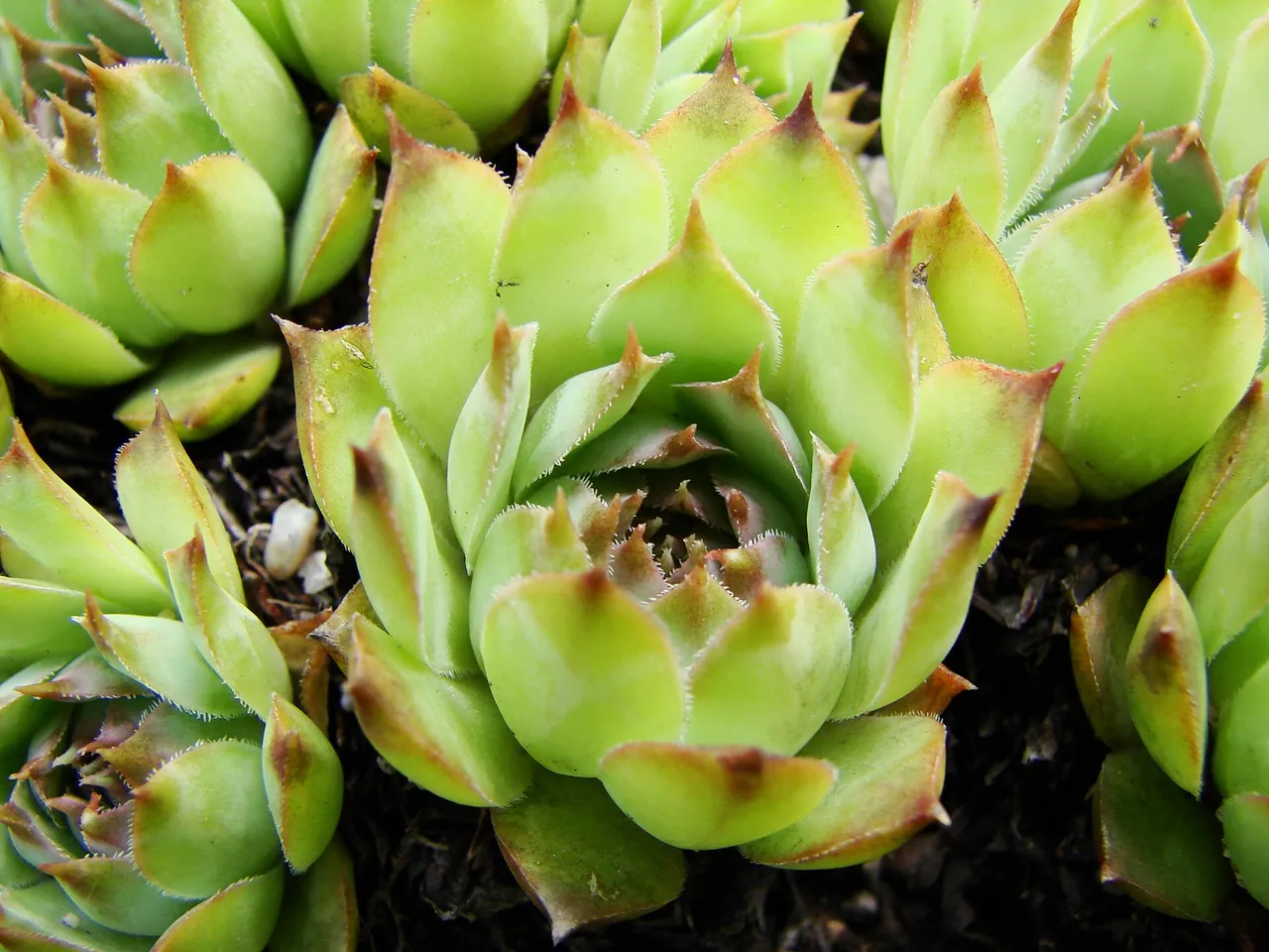 Sempervivum tectorum