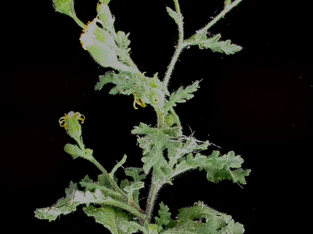 Senecio viscosus