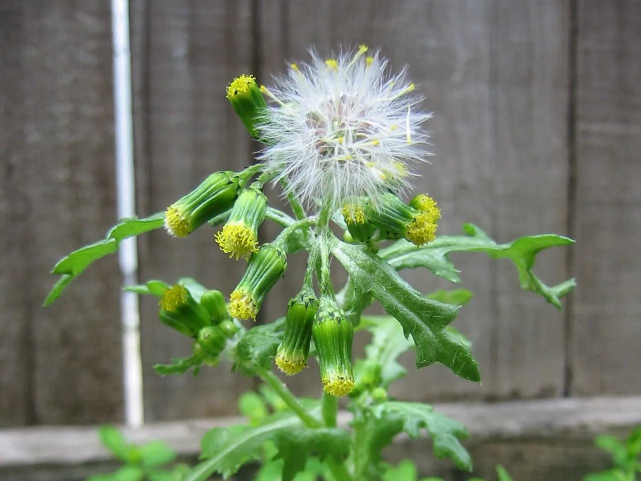 Common groundsel