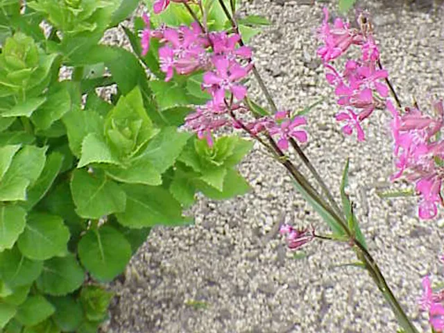 Clammy campion