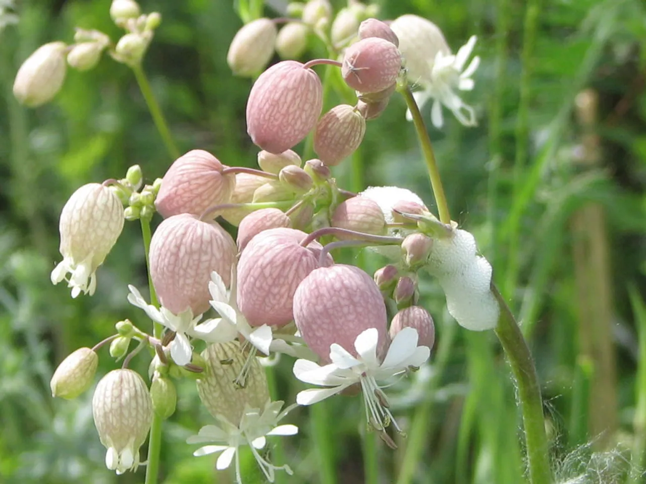 Blaassilene