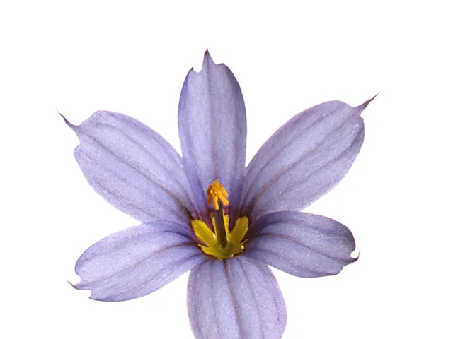 Sisyrinchium angustifolium