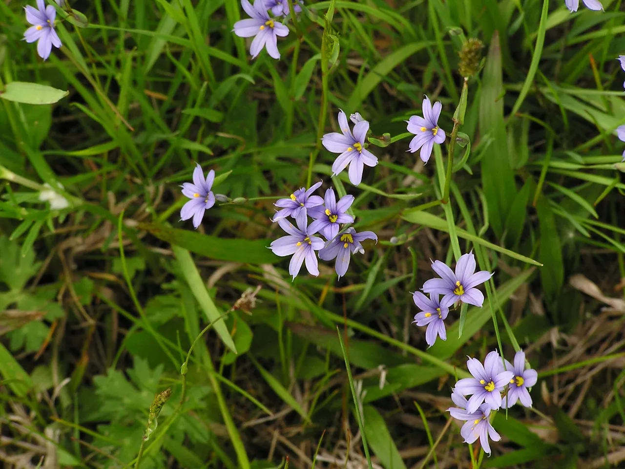 Strict blue-eyed grass