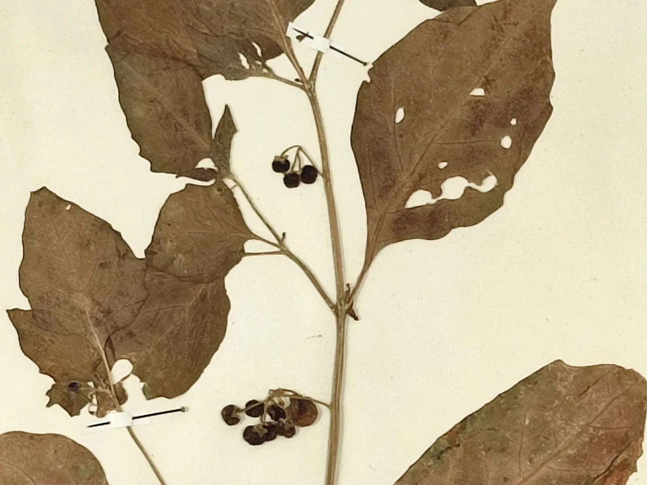 Black Nightshade
