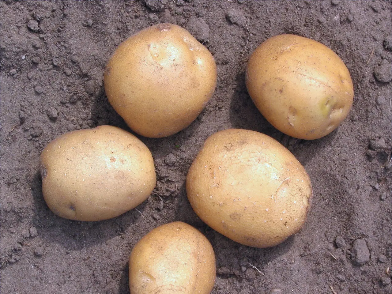 Aardappel