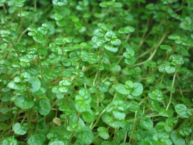 Soleirolia soleirolii