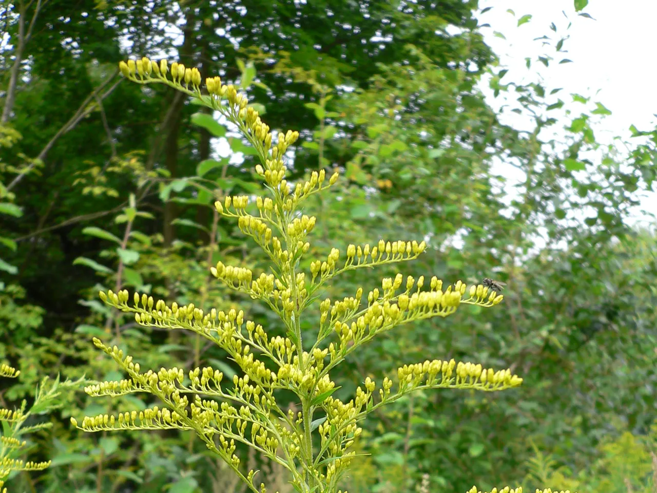 Solidago canadensis