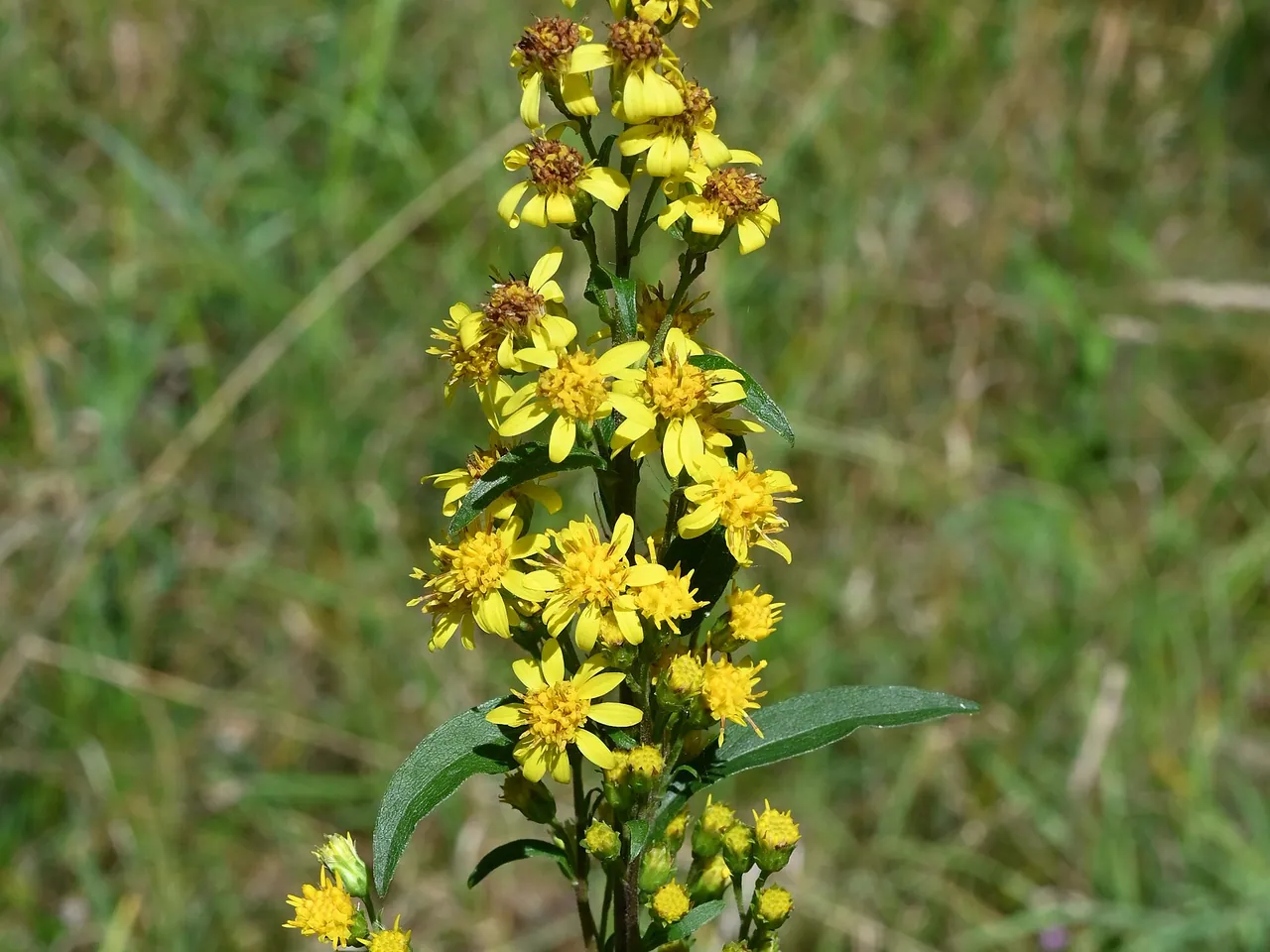 Goldenrod