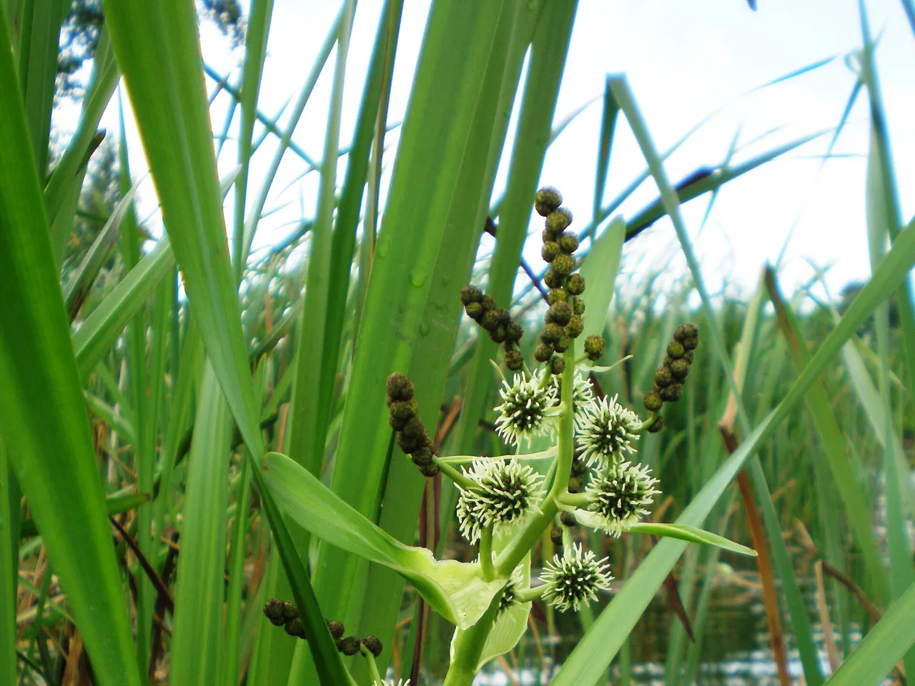 Branched bur-reed