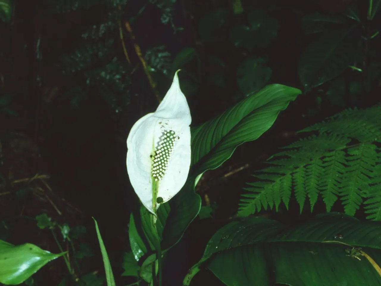 Spathiphyllum montanum