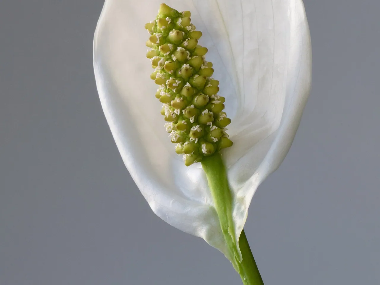 Peace lily