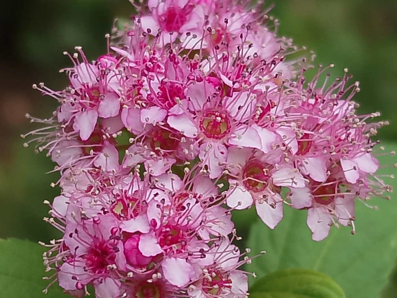 Japanese meadowsweet