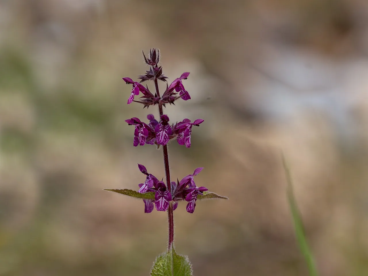 Hedge nettle