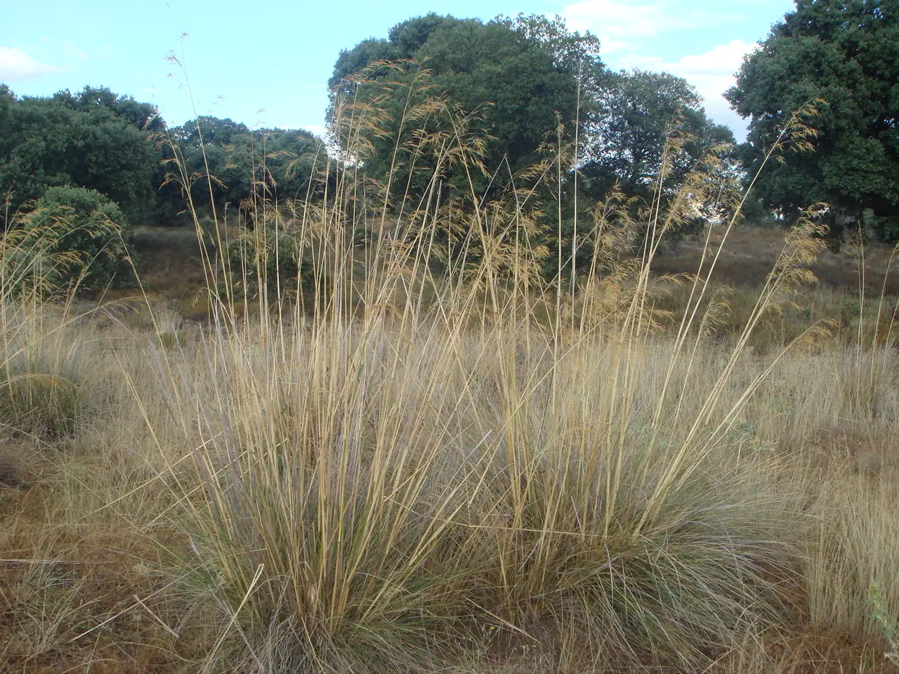 Celtica gigantea