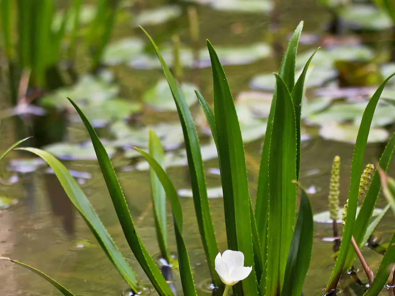Stratiotes aloides