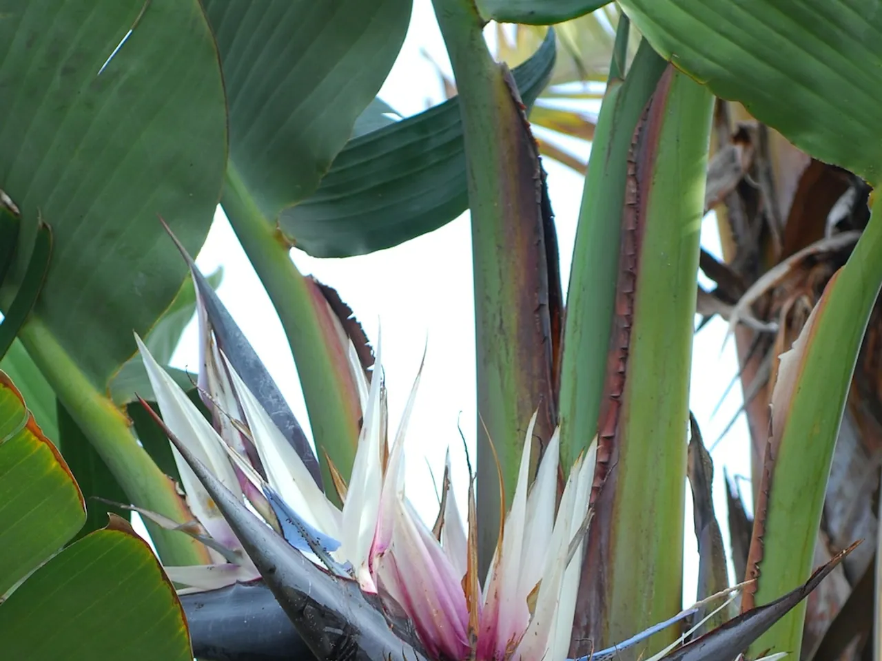 Giant white bird of paradise