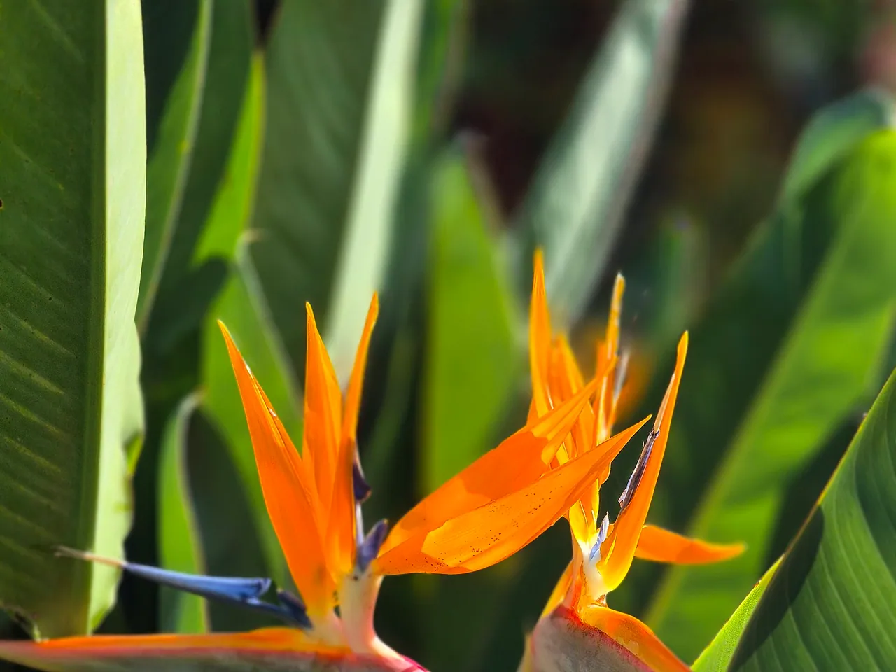 Bird of paradise
