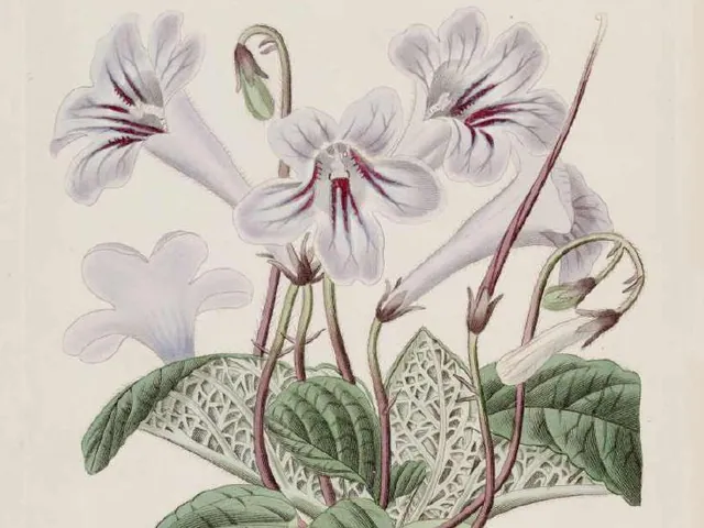 Streptocarpus rexii