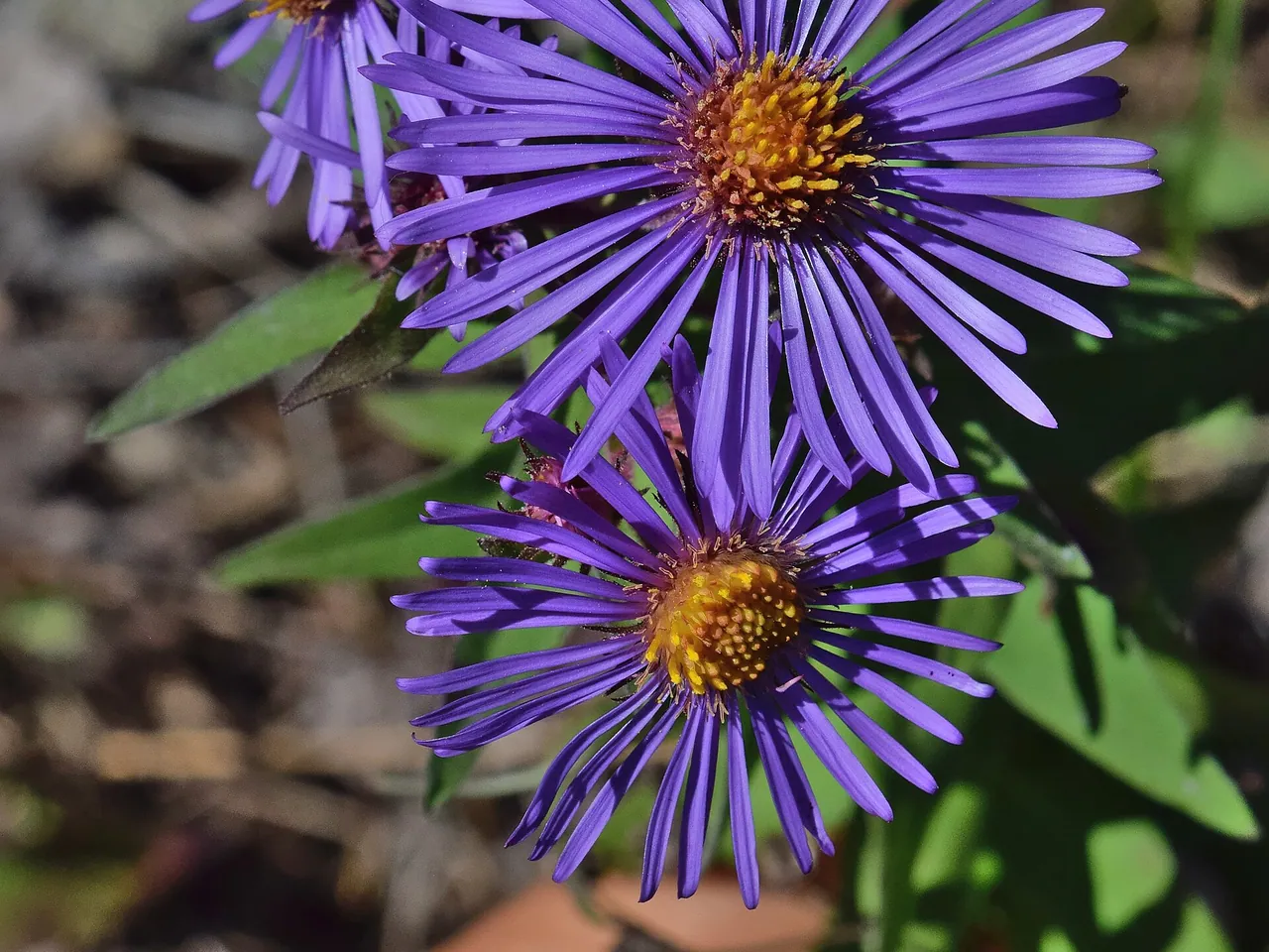Nieuw-Engelse aster