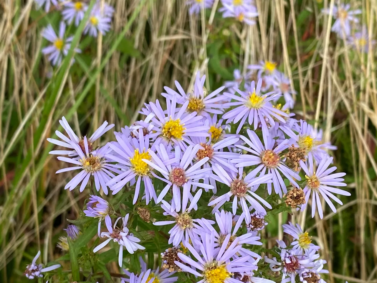 Nieuw-Nederlandse aster