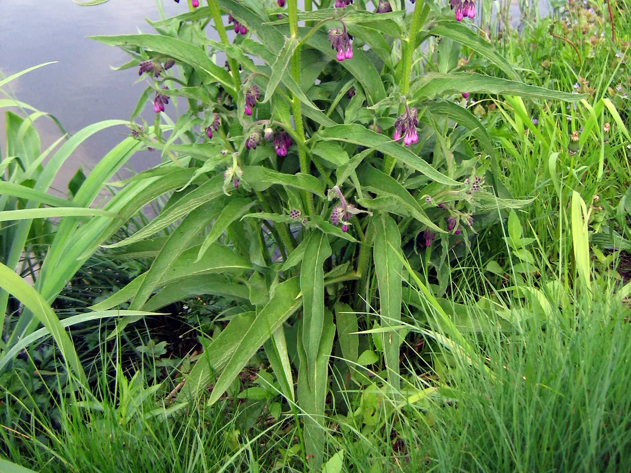 Comfrey