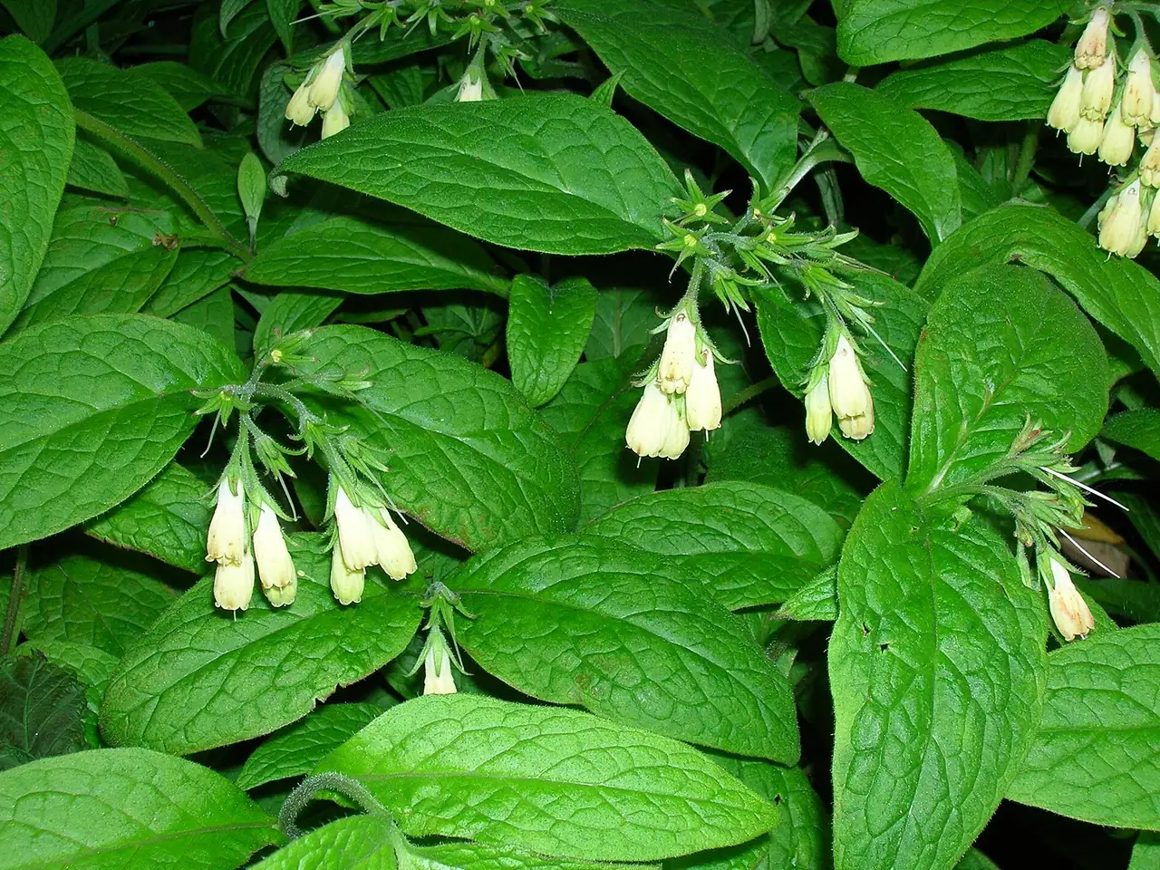 Knolsmeerwortel