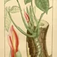 Syngonium auritum