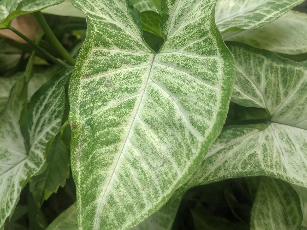 Arrowhead plant