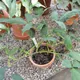 Syngonium wendlandii