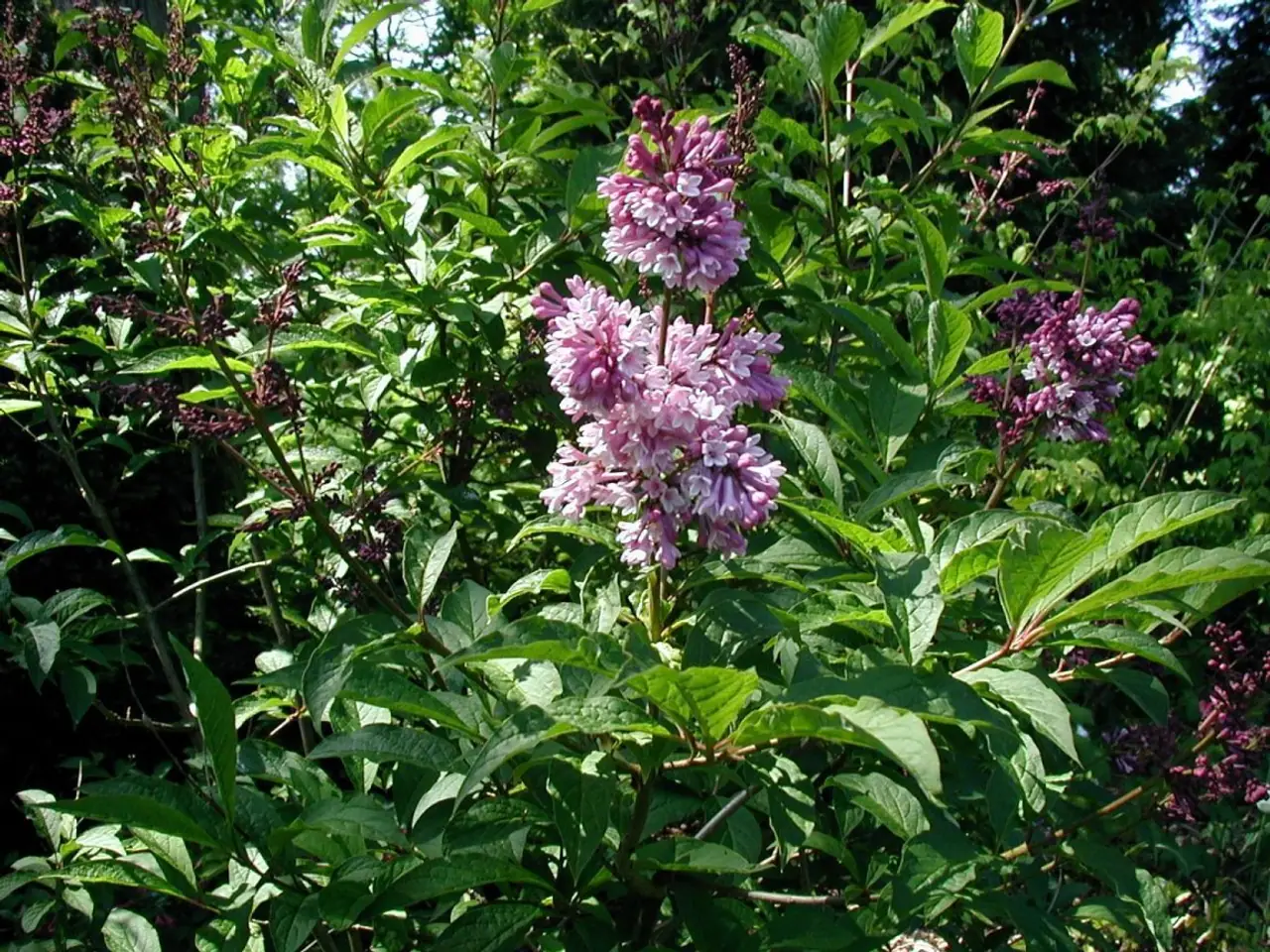 Syringa josikaea ex