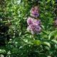 Syringa josikaea ex