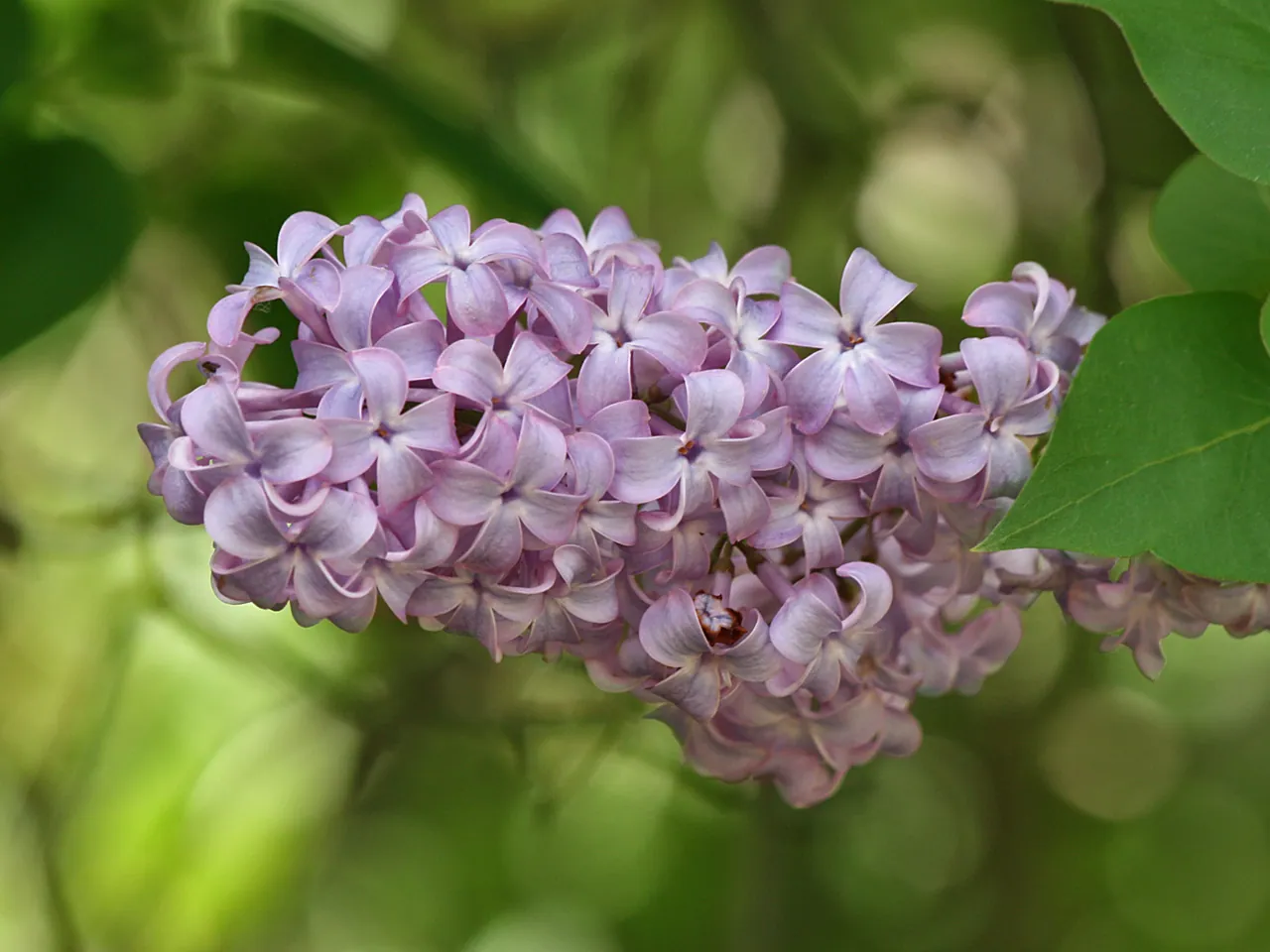 Lilac