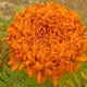 African marigold