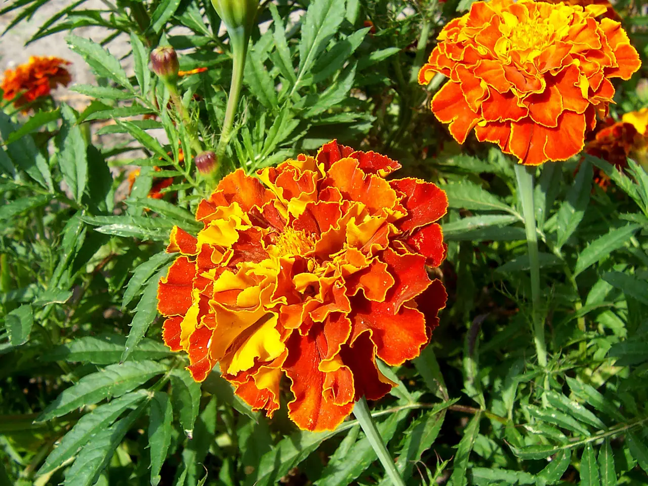 Tagetes patula