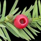 Yew