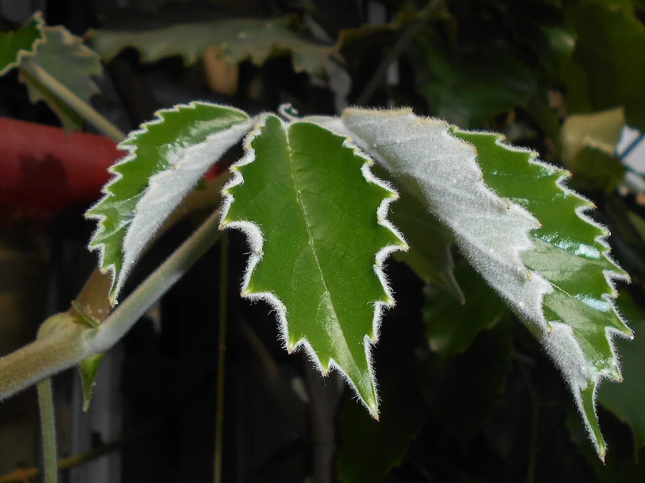 Tetrastigma voinierianum