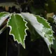 Tetrastigma voinierianum