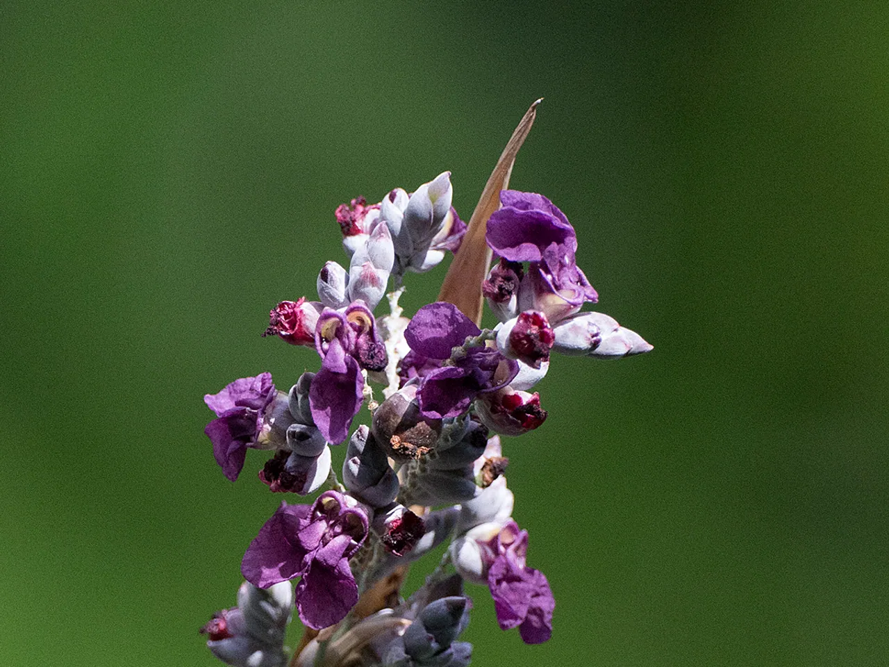 Thalia dealbata