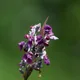 Thalia dealbata