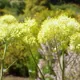 Common Meadow-rue