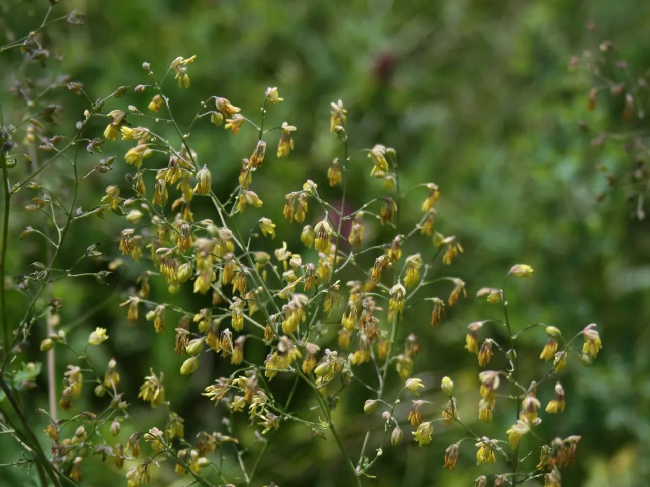 Thalictrum minus