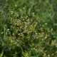 Thalictrum minus
