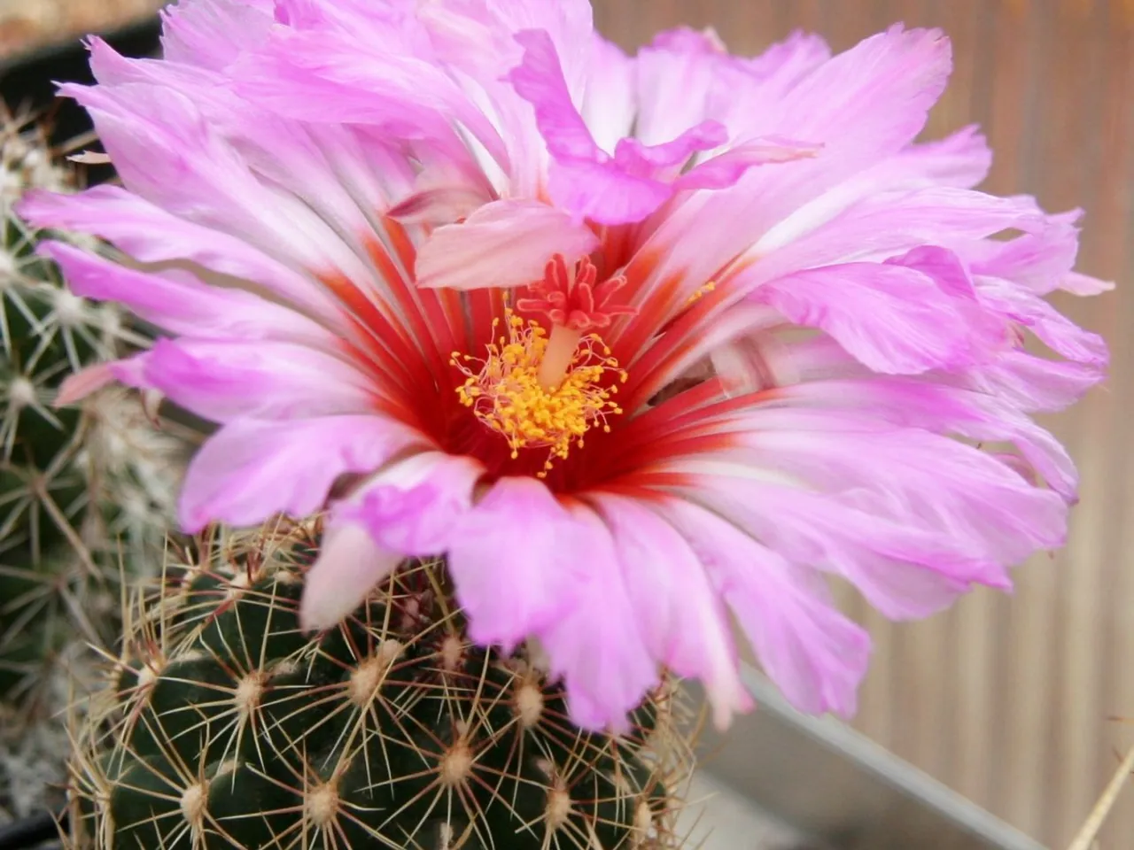 Tweekleurknobbelcactus